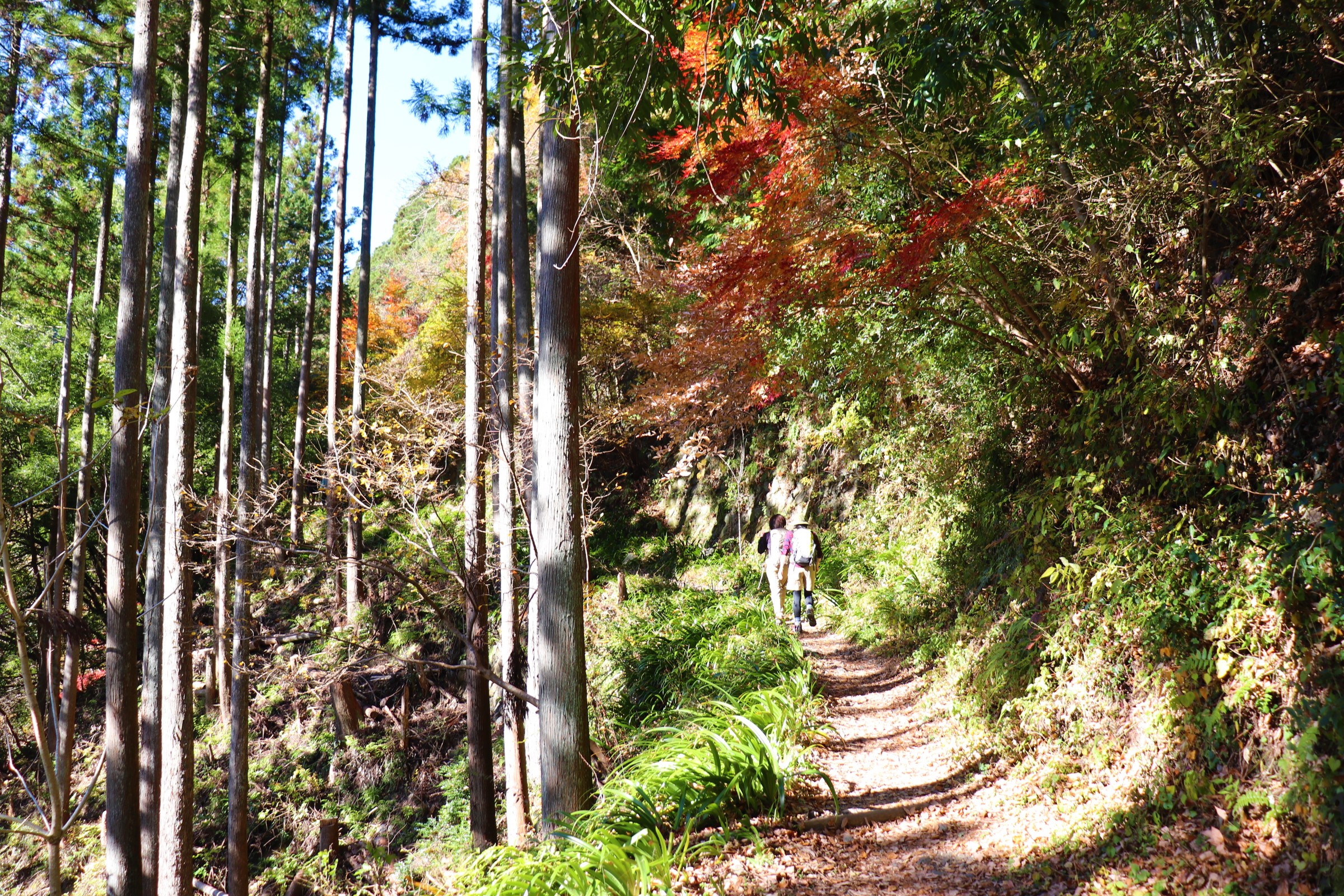 奥多摩むかし道 絶景の紅葉を楽しみながらビア カフェ バテレでクラフトビールを漫喫 まじこさんの雲取山 鷹ノ巣山 七ツ石山の活動日記 Yamap ヤマップ