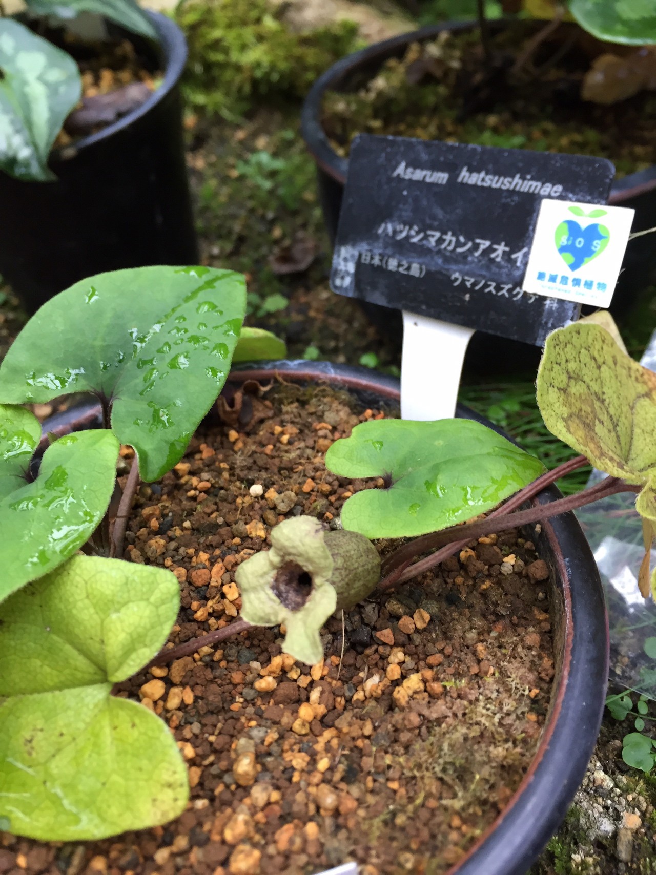大阪府立 花の文化園のヒメサユリ Yoshiさんの槇尾山 槙尾山 和泉葛城山の活動日記 Yamap ヤマップ