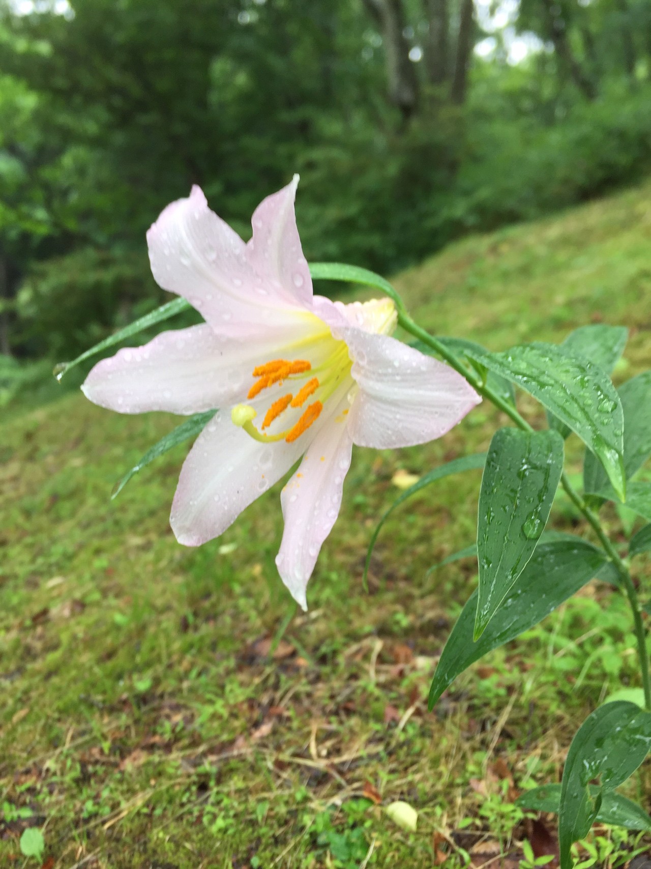 大阪府立 花の文化園のヒメサユリ Yoshiさんの槇尾山 槙尾山 和泉葛城山の活動日記 Yamap ヤマップ