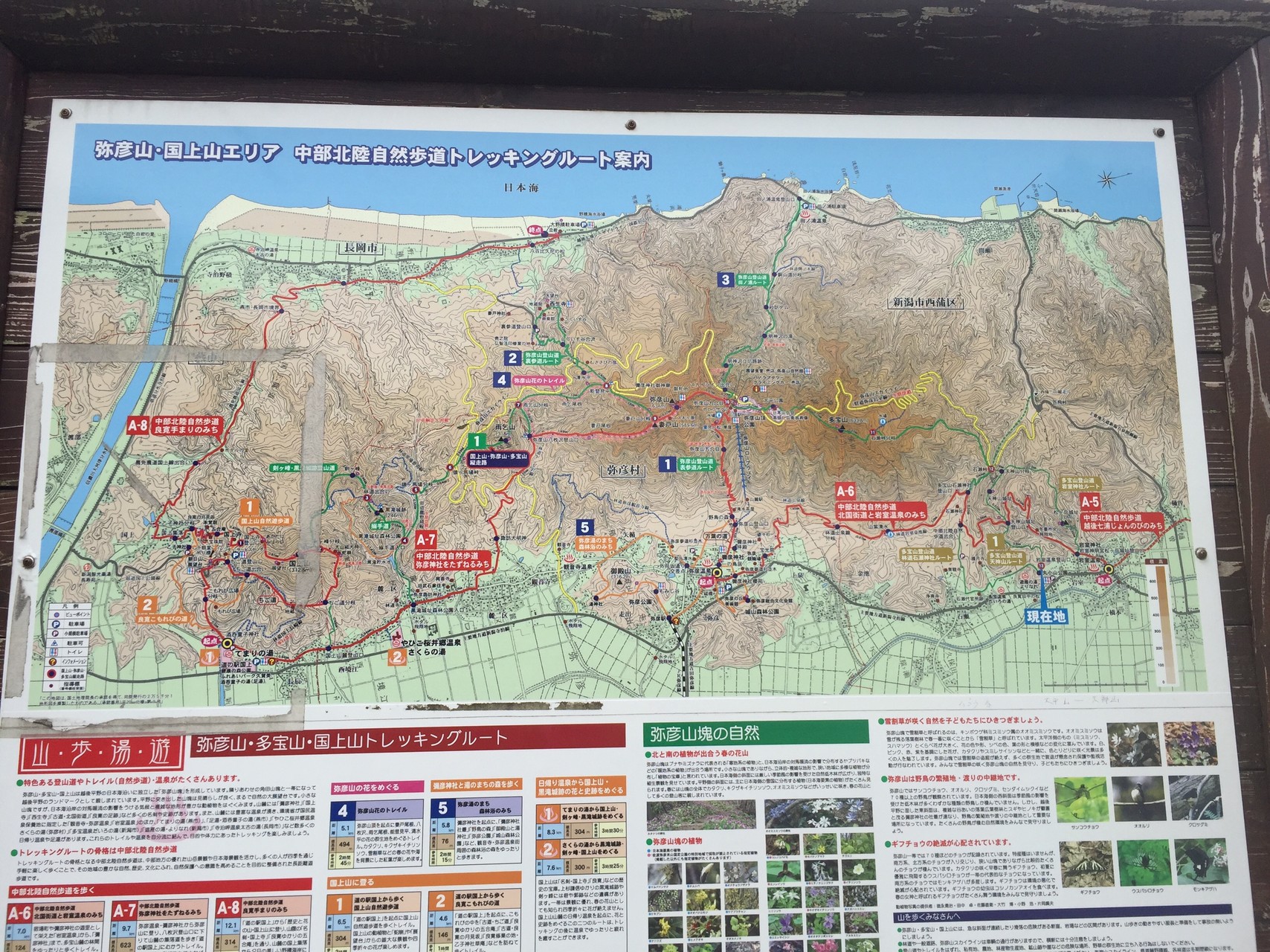 弥彦の隣 多宝山 まささんの角田山の活動日記 Yamap ヤマップ