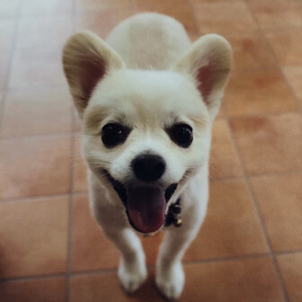 メリ－とミ－コ