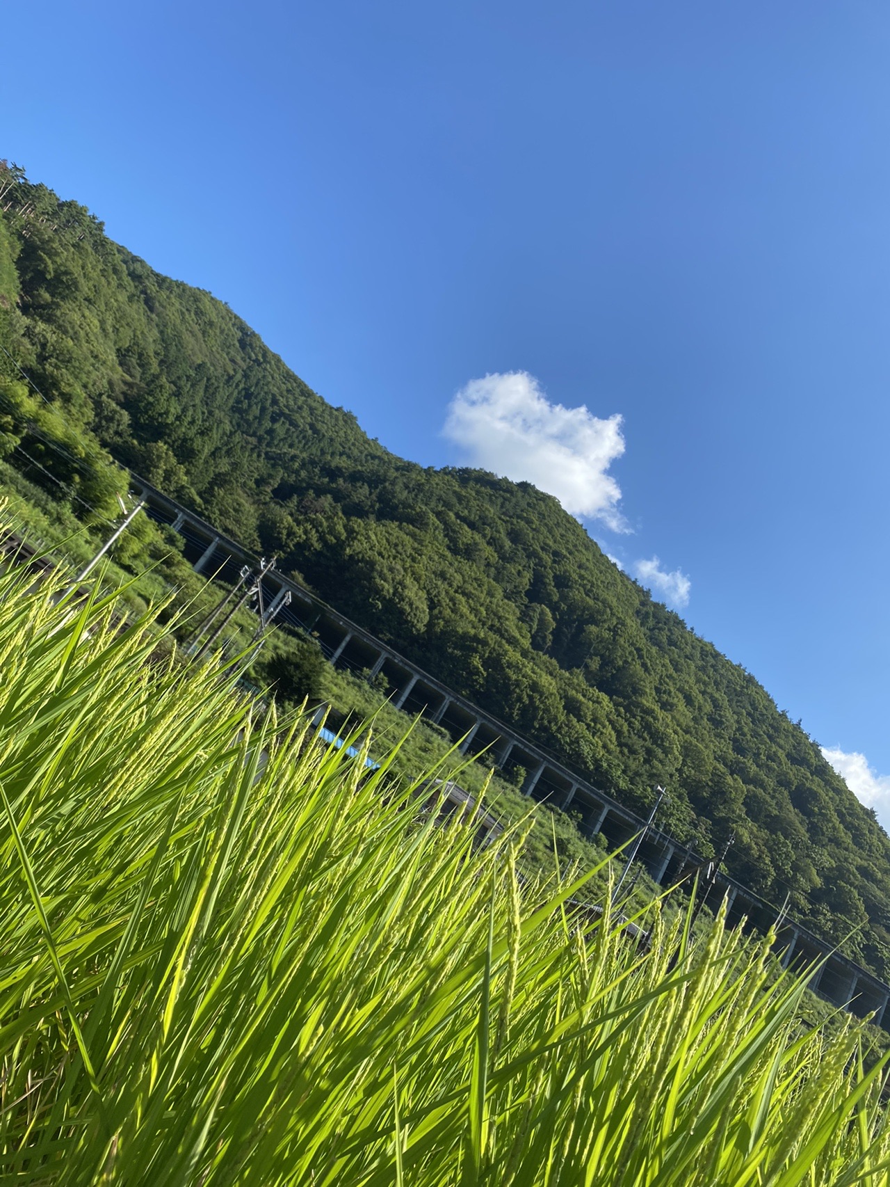 滝子山ソロ Masakiさんの滝子山 大谷ヶ丸 笹子雁ヶ腹摺山の活動データ Yamap ヤマップ