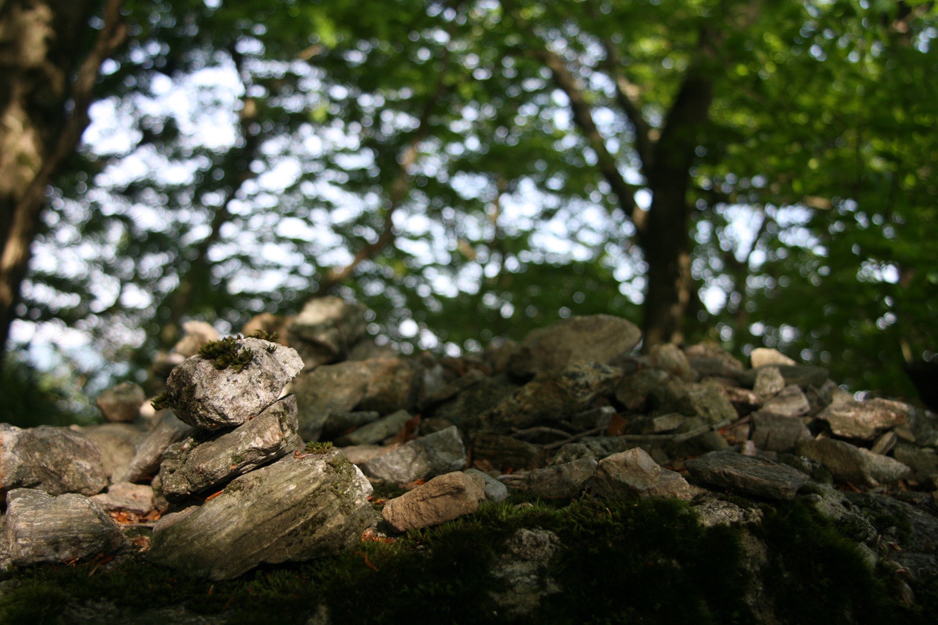 雷山 層増岐大明神 の天罰じゃ やすさんの雷山 井原山の活動日記 Yamap ヤマップ