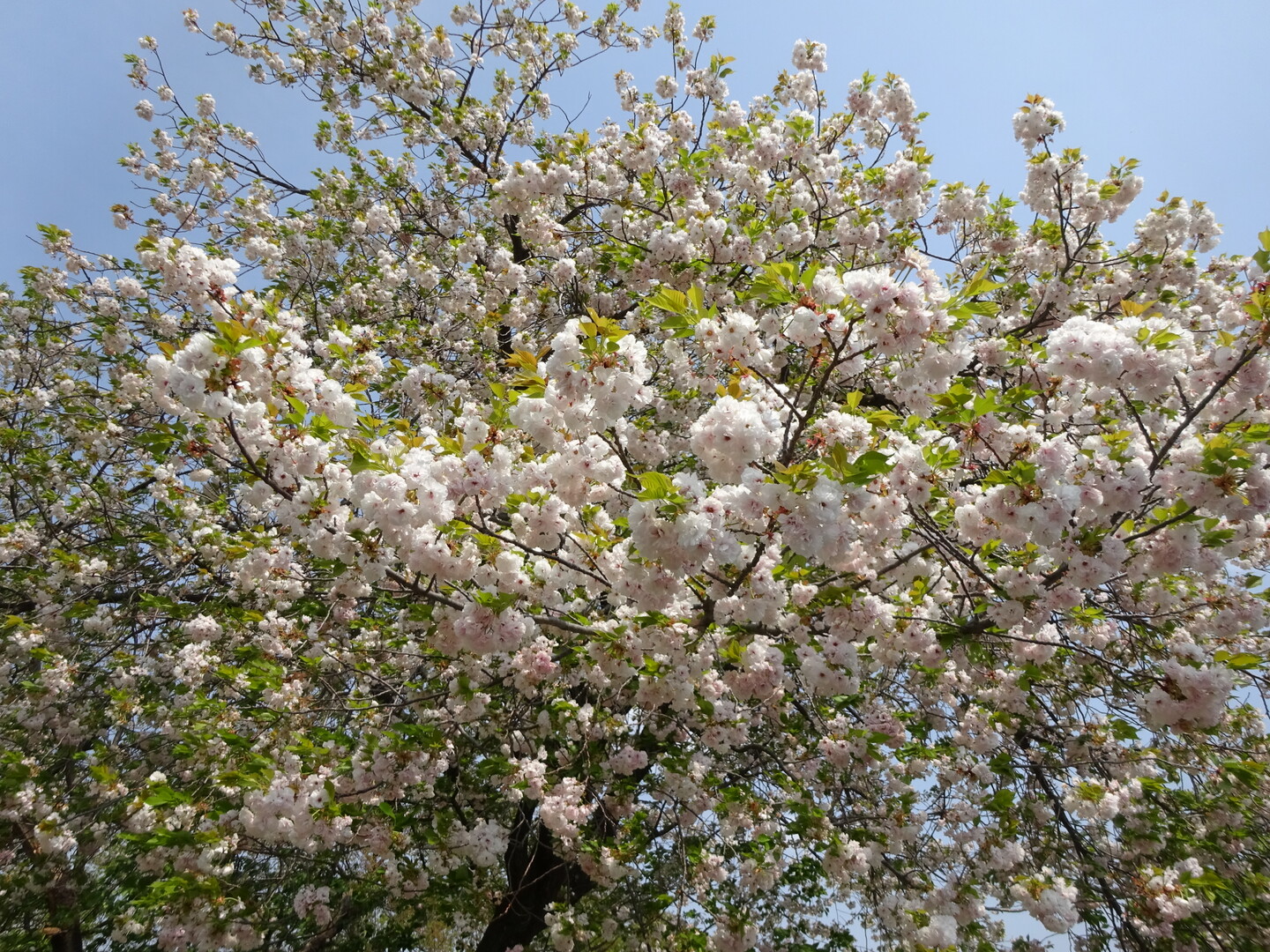 関山桜咲く川崎緑ヶ丘霊園 ずおずおむさんの国分寺市の活動日記 Yamap ヤマップ