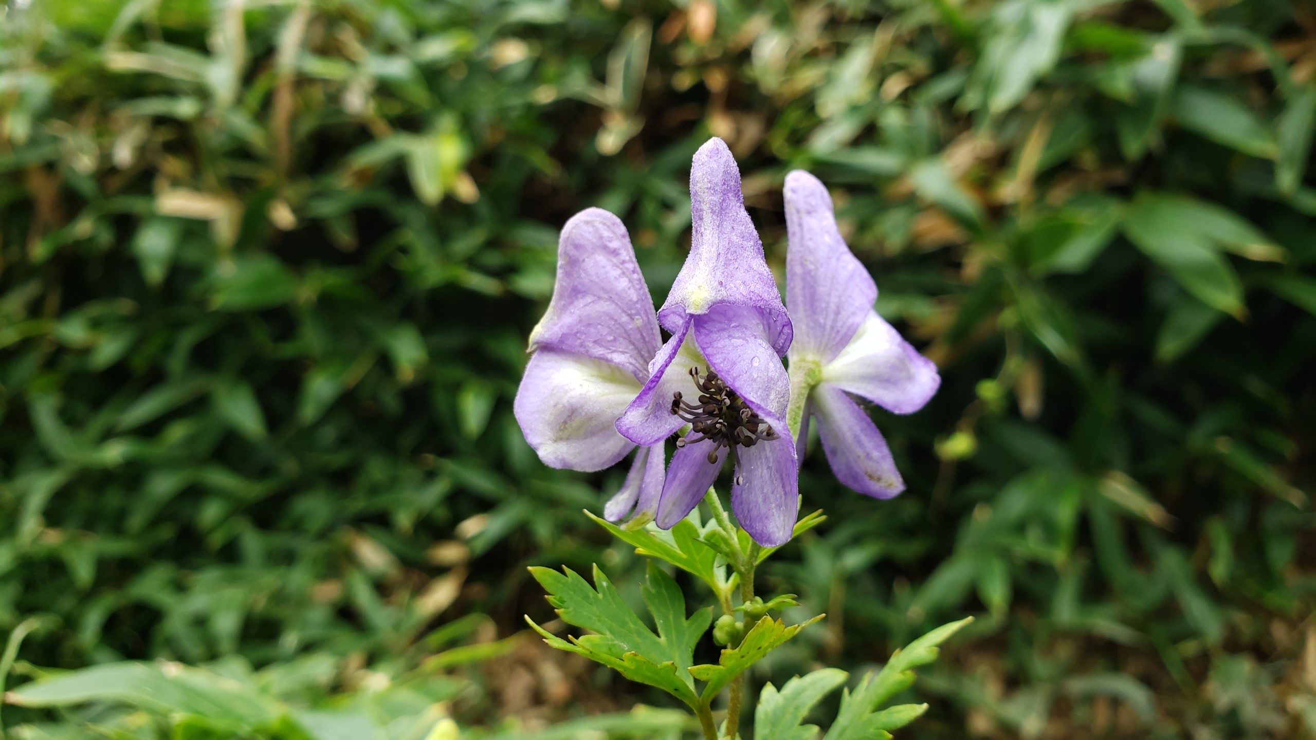 爆風吹き荒ぶ山頂で花探し 3104さんの天山 佐賀県 の活動データ Yamap ヤマップ