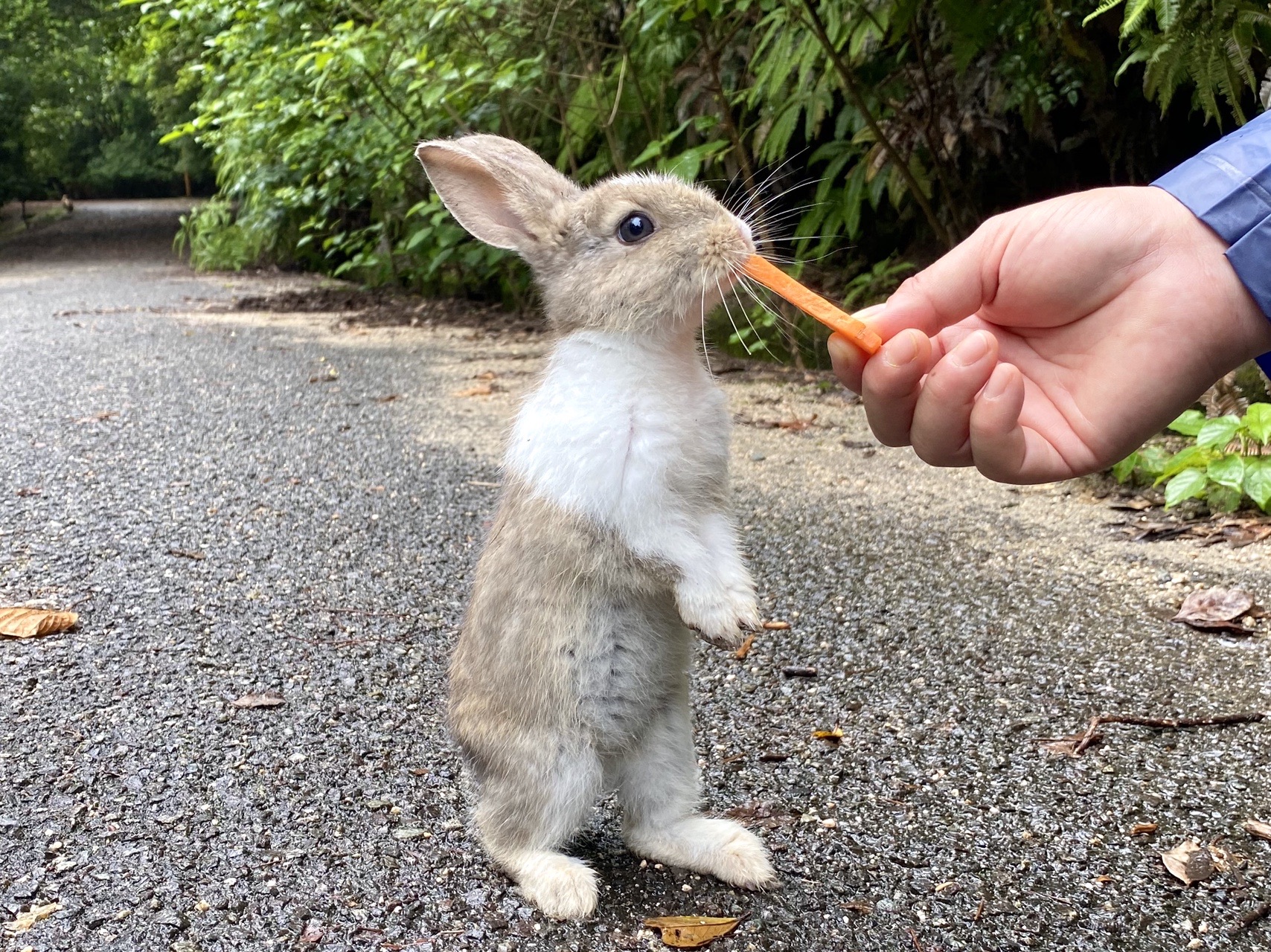 うさぎを助けに大久野島 プリプリp 1グランプリ 07 09 Tmgさんの黒滝山 竹原市 白滝山 三原市 の活動日記 Yamap ヤマップ