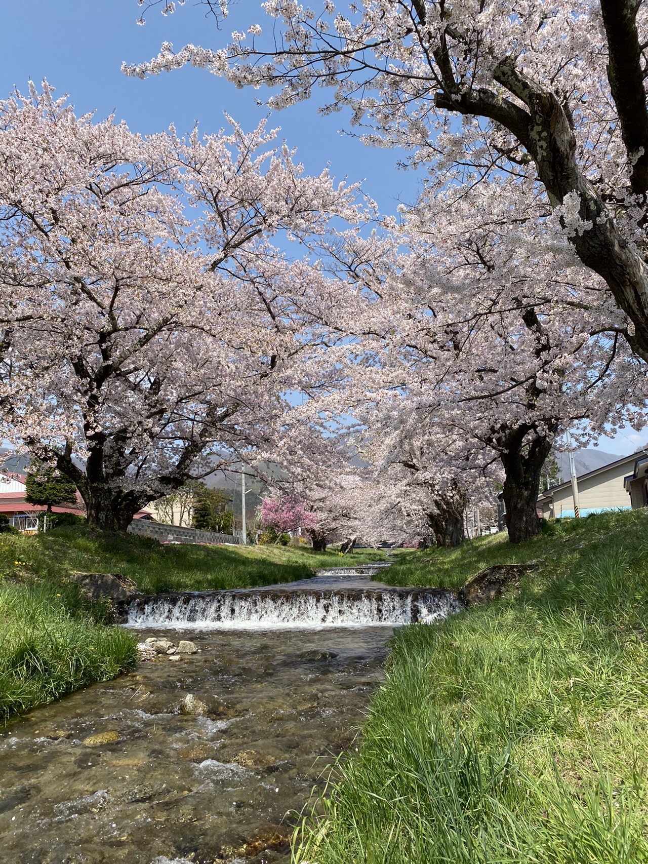 観音寺川の桜と川桁山 216闘琉牙丈さんの川桁山の活動データ Yamap ヤマップ