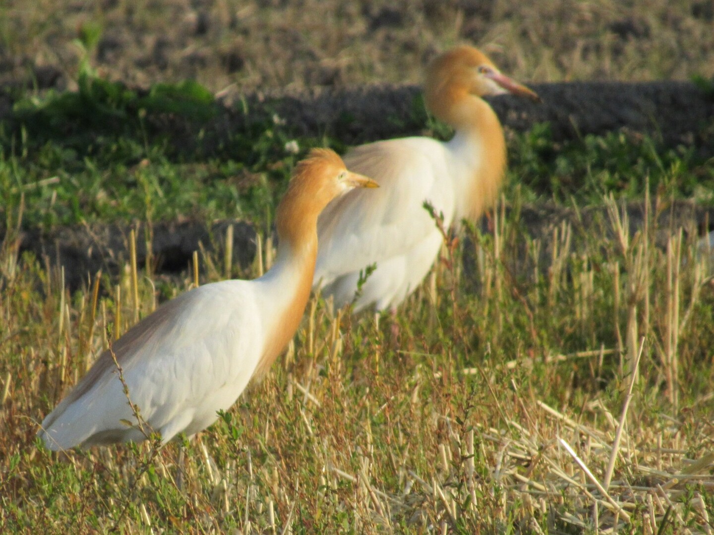 5月に見た野鳥 べちこジャンプさんの天拝山 基山の活動日記 Yamap ヤマップ