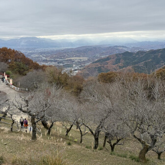 梅園ごしの秩父の街