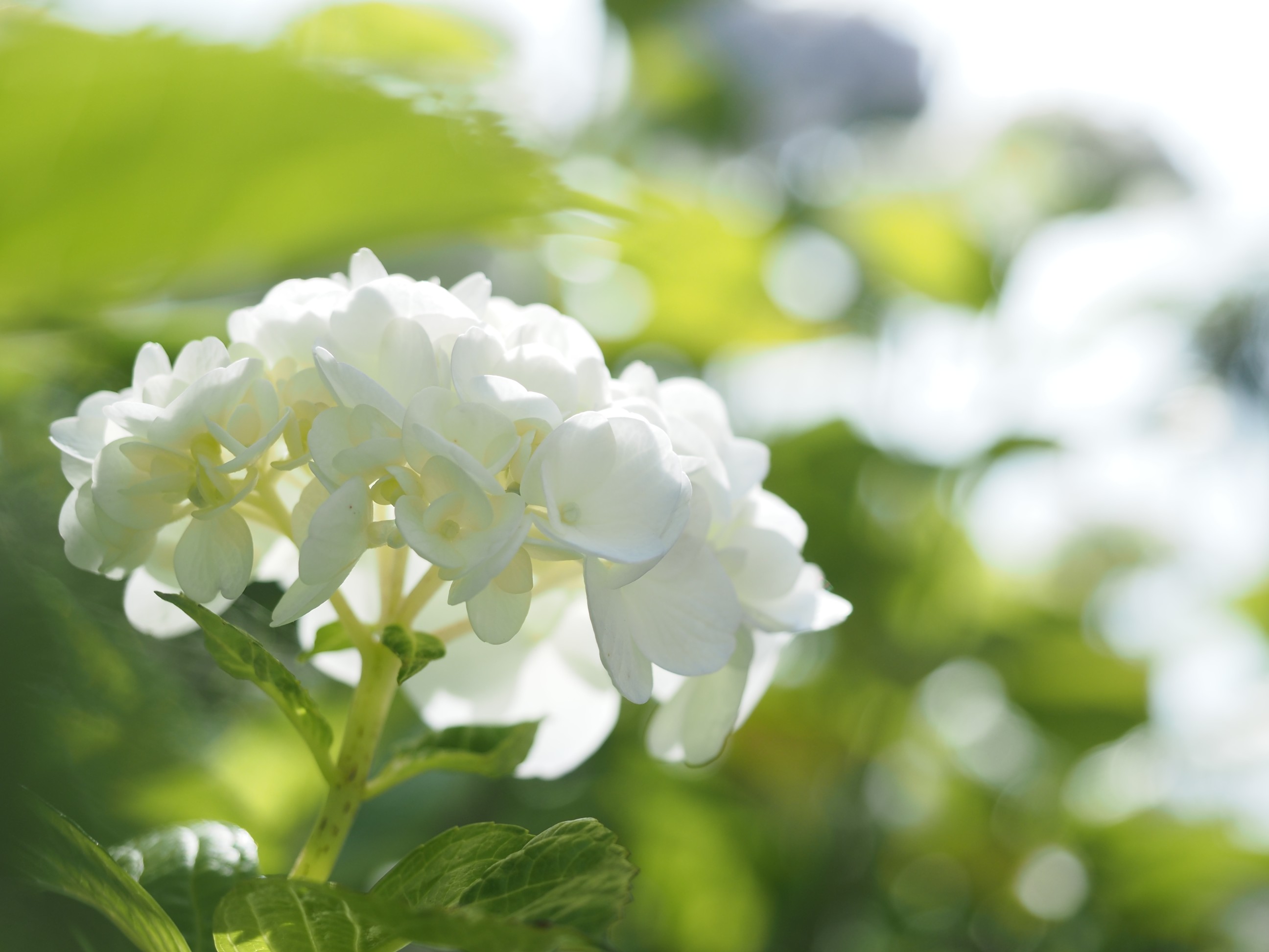 あじさい寺観音寺 06 21 さときちさんの広島市の活動データ Yamap ヤマップ
