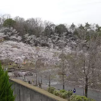 桜、たくさん。人もたくさん。楽しそう😊
