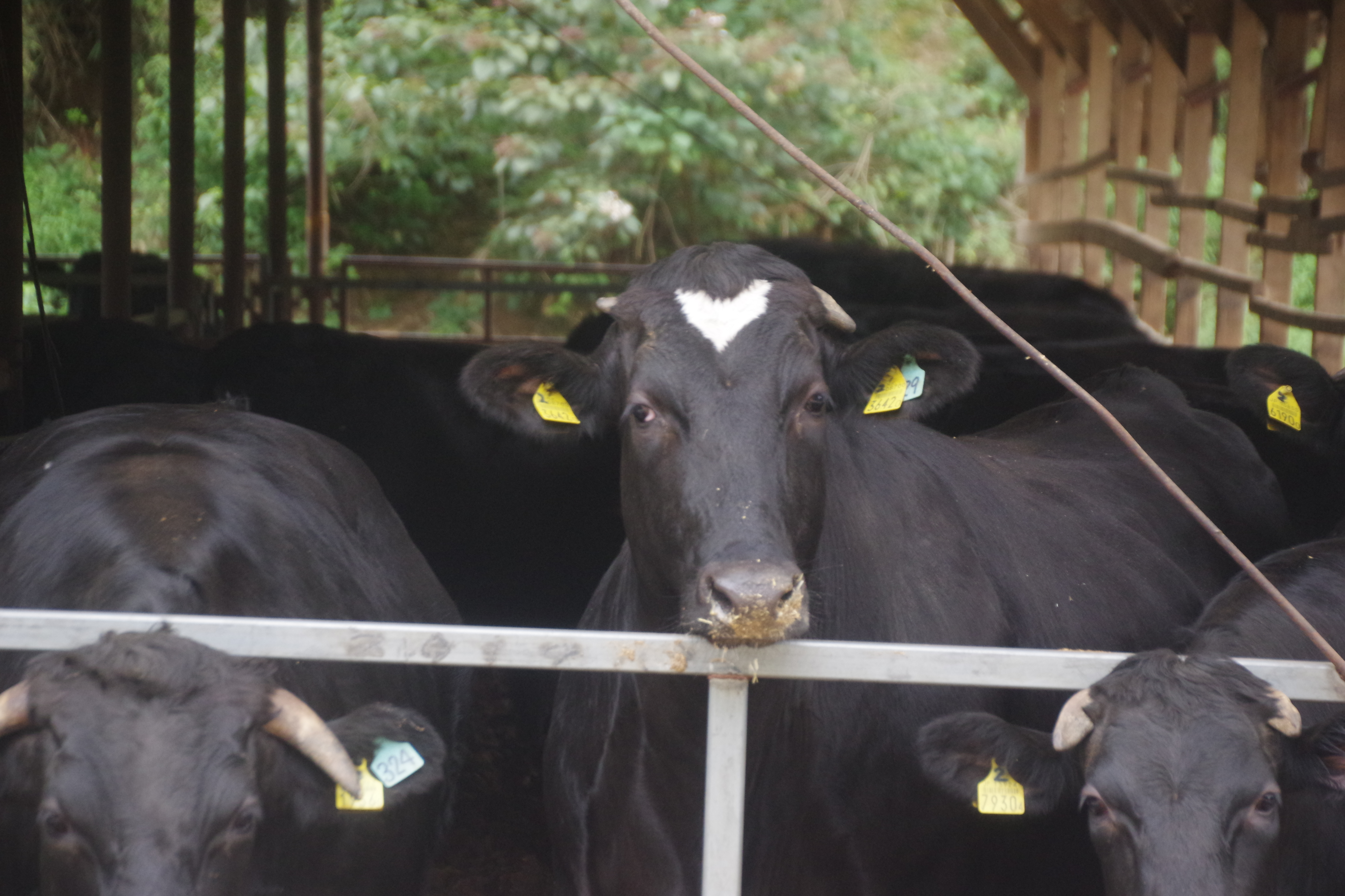 22年最新入荷 うしのしっぽにのぼるよ アート 写真 Ucecantabria Org