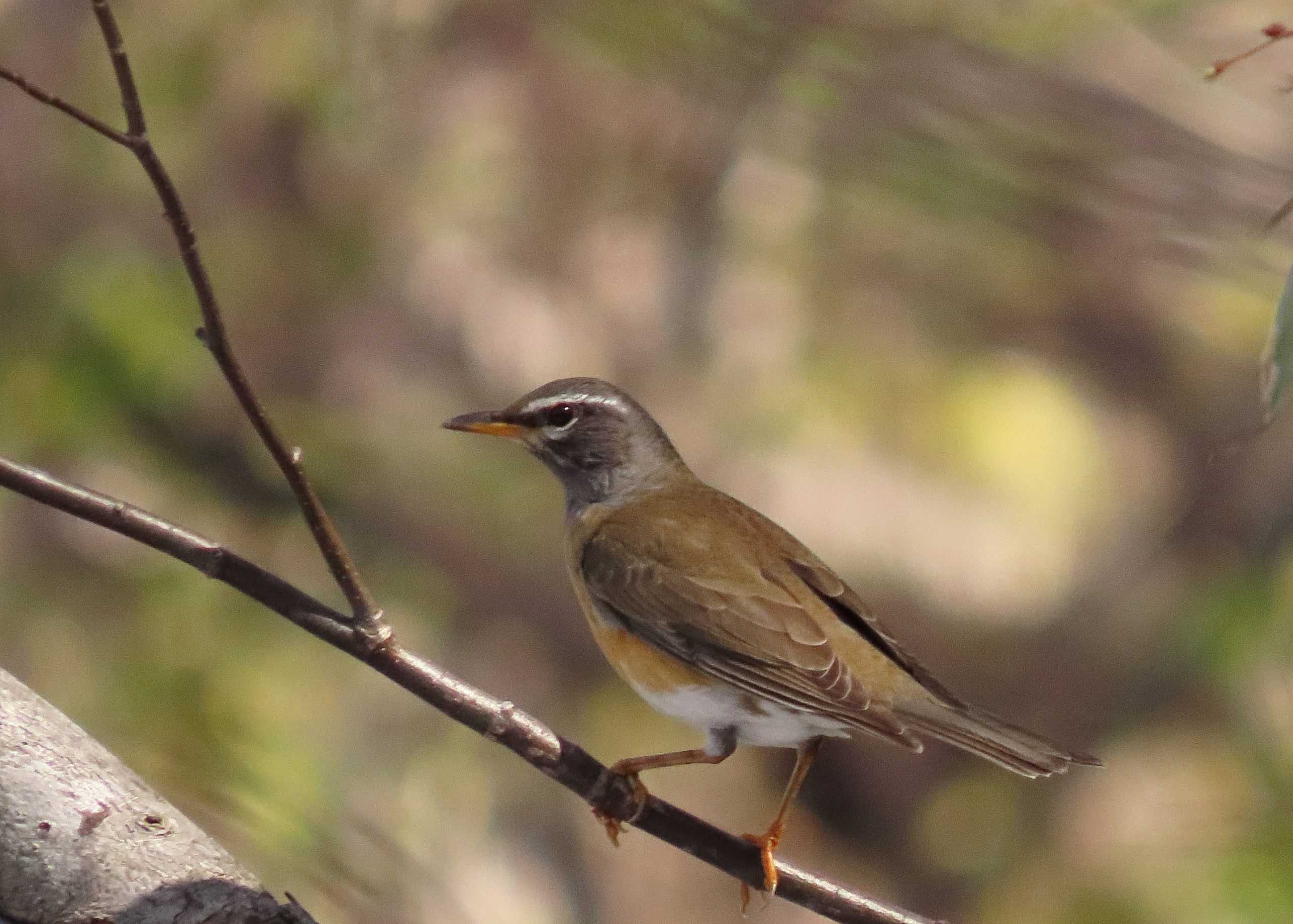 野鳥写真 Mycollection Chromeさんの札幌市の活動日記 Yamap ヤマップ