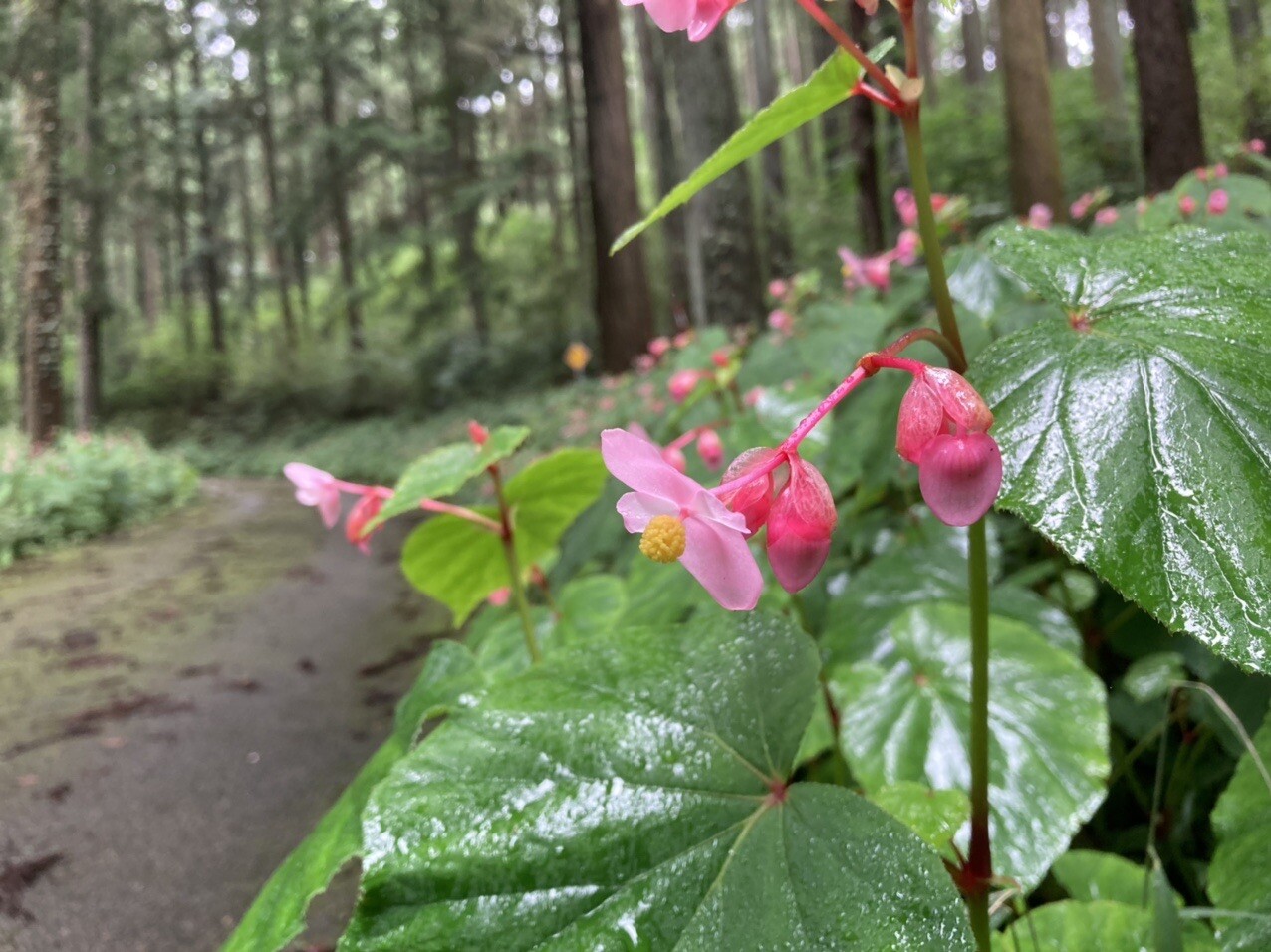 古賀志山 シュウカイドウの道に 元戸祭ソフトのノブリンさんの古賀志山 赤岩山 鞍掛山 男抱山 半蔵山の活動日記 Yamap ヤマップ