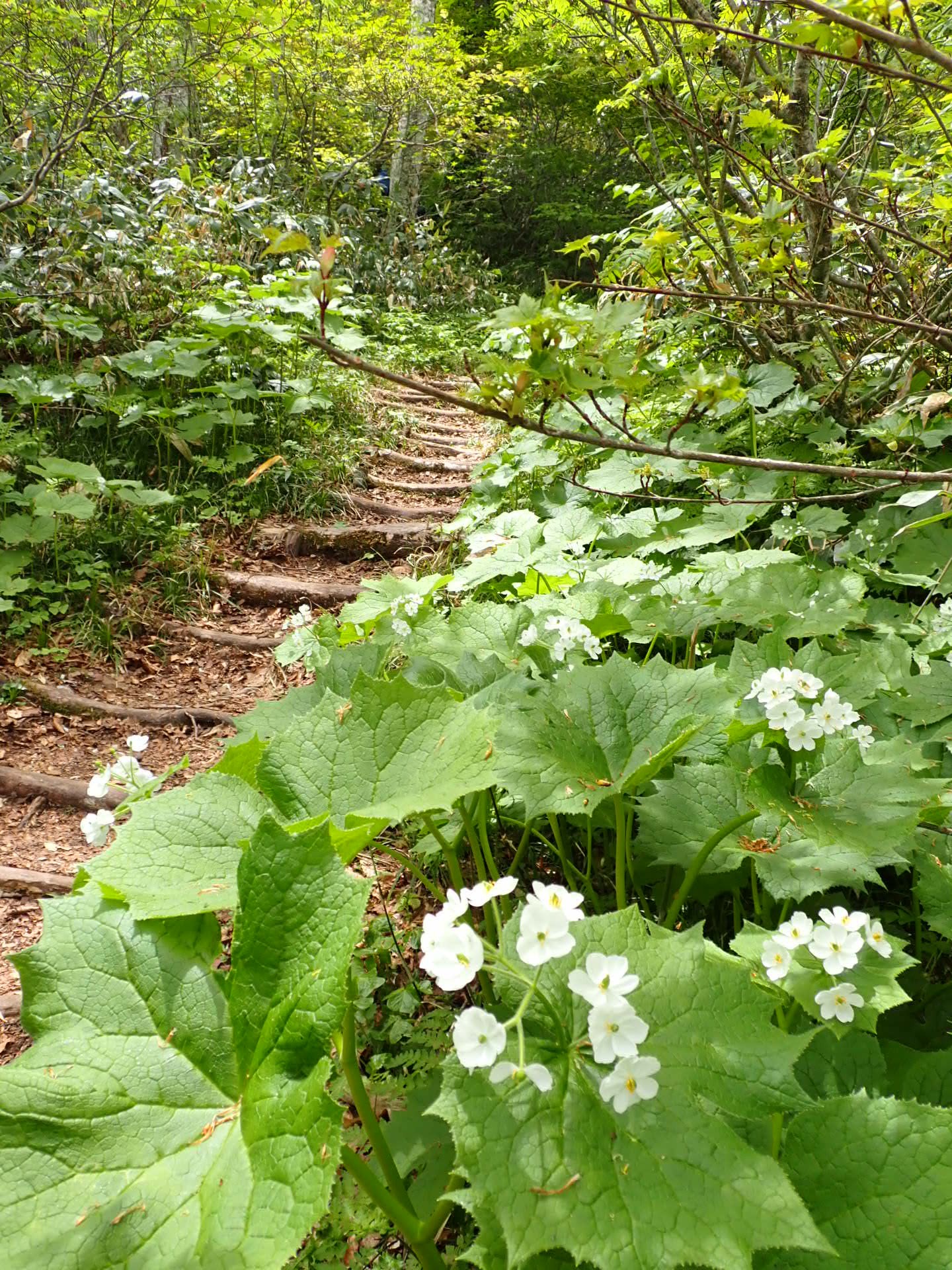 天生湿原のサンカヨウロード 和さんの籾糠山の活動日記 Yamap ヤマップ