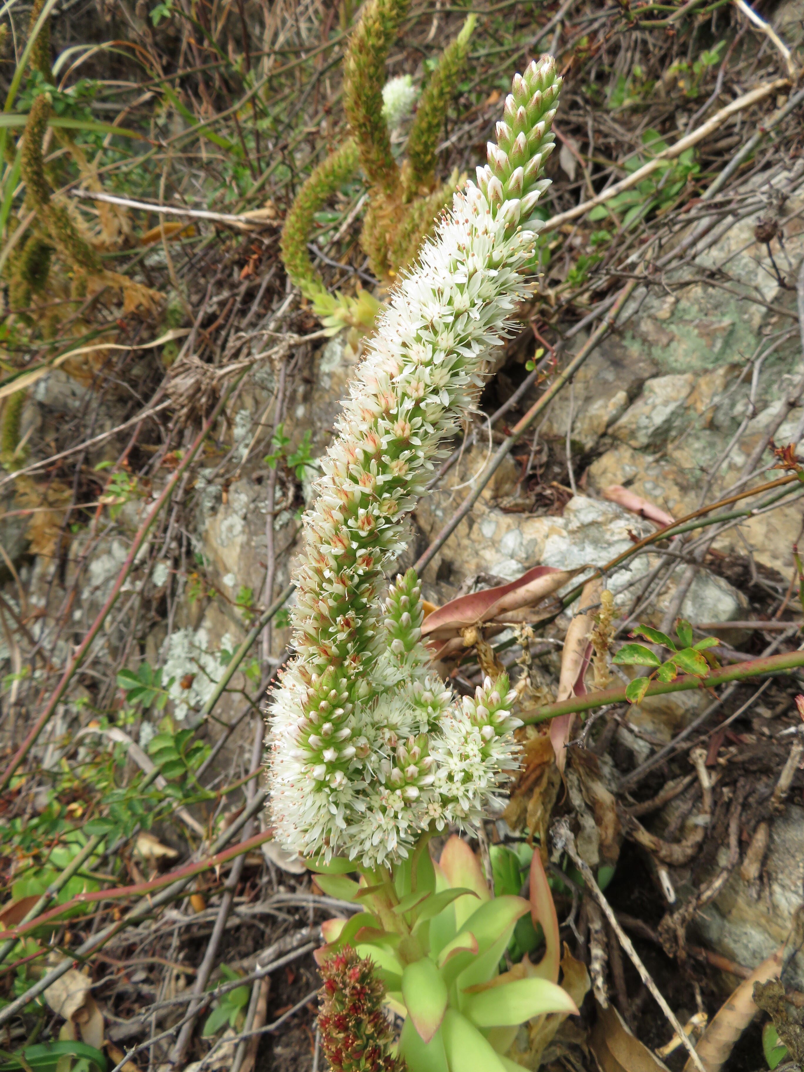 ゲンカイイワレンゲと白野江植物公園 Kojiさんの風師山の活動日記 Yamap ヤマップ