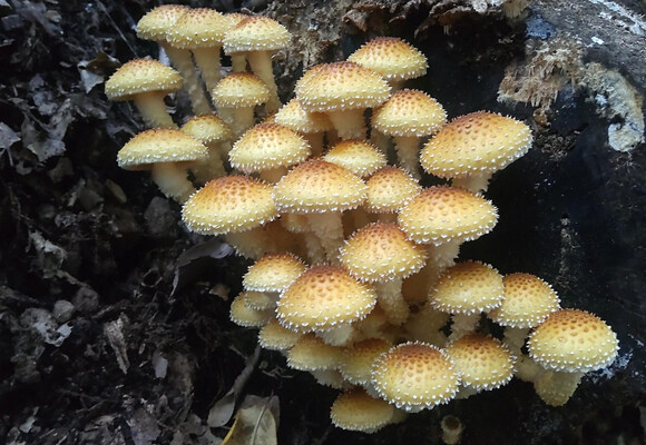 KAZ1948 | YAMAP / ヤマップ