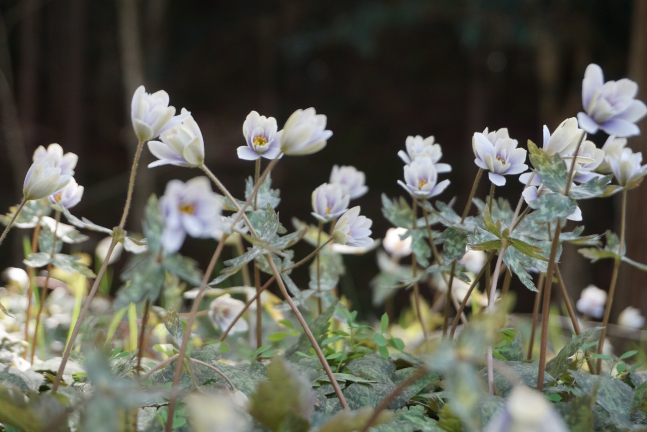 金山のスプリング エフェメラル達 めいじんさんの金山の活動データ Yamap ヤマップ