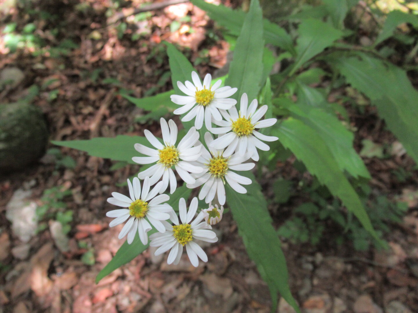 雲仙を別行動で楽しもう、の巻(*' ') / さんちゃんよんちゃんさんの雲仙岳・普賢岳・絹笠山の活動データ YAMAP / ヤマップ