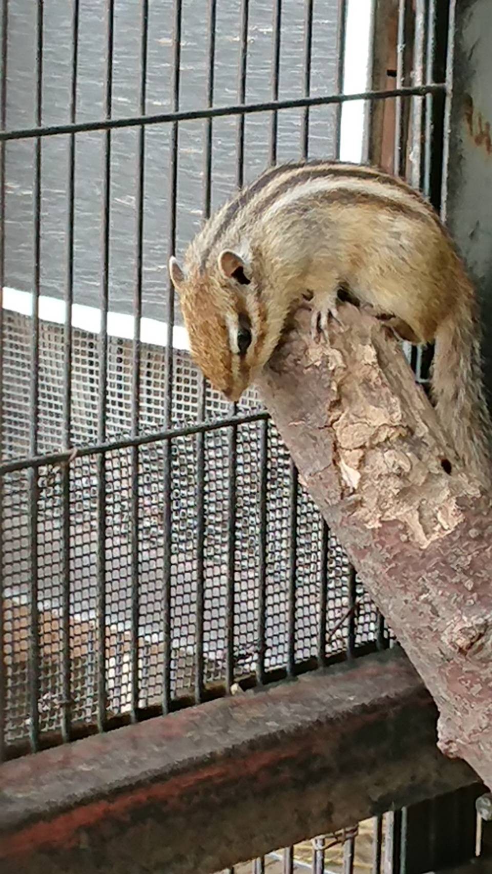 市民の森のリス 見沼グリーンセンター散歩 大宮宿 上尾宿 桶川宿 19 07 30 ゆるるさんの中山道 大宮宿 上尾宿 桶川宿 の活動データ Yamap ヤマップ