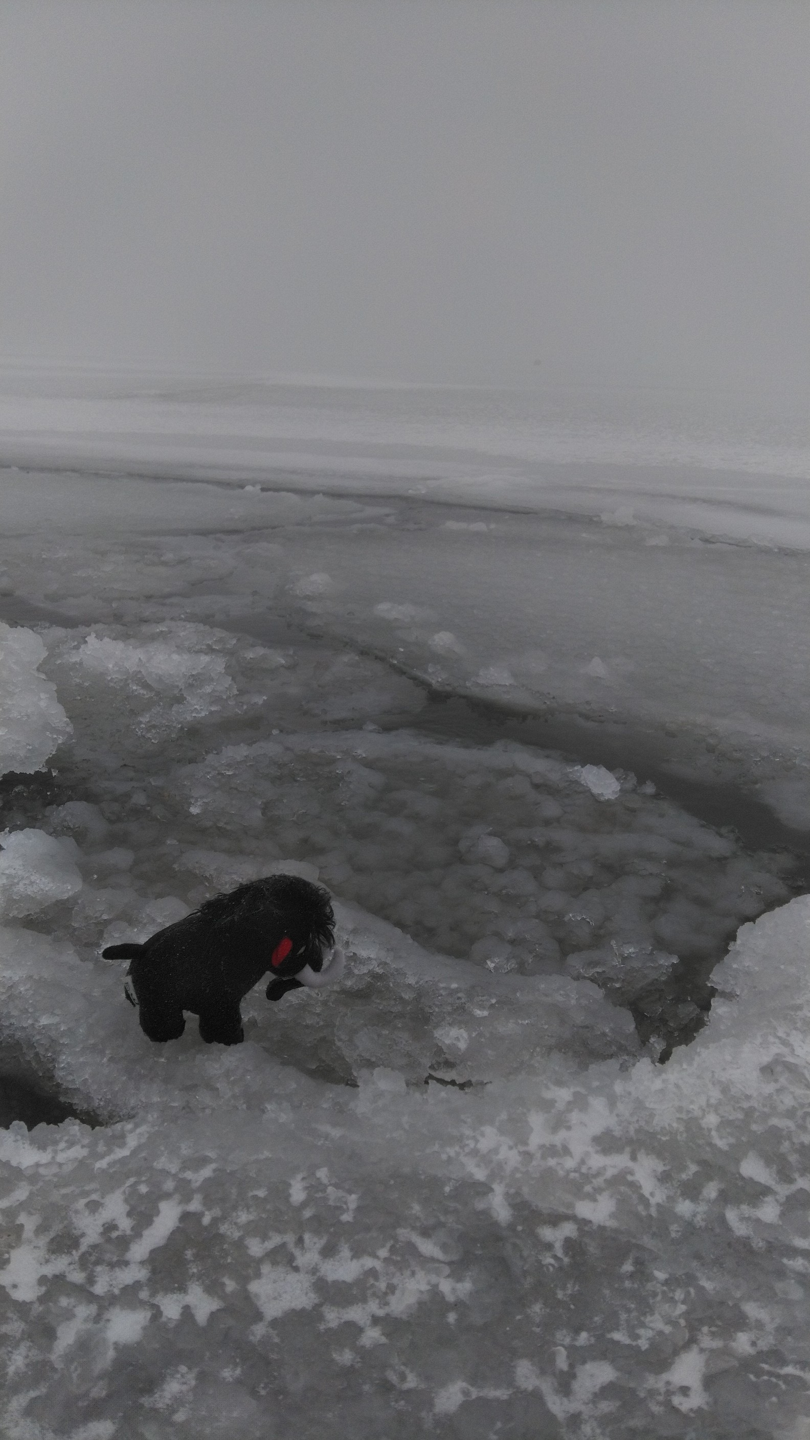 くじゅうでポケモンgo In牧ノ戸 Obrさんの九重山 久住山 大船山 星生山の活動データ Yamap ヤマップ
