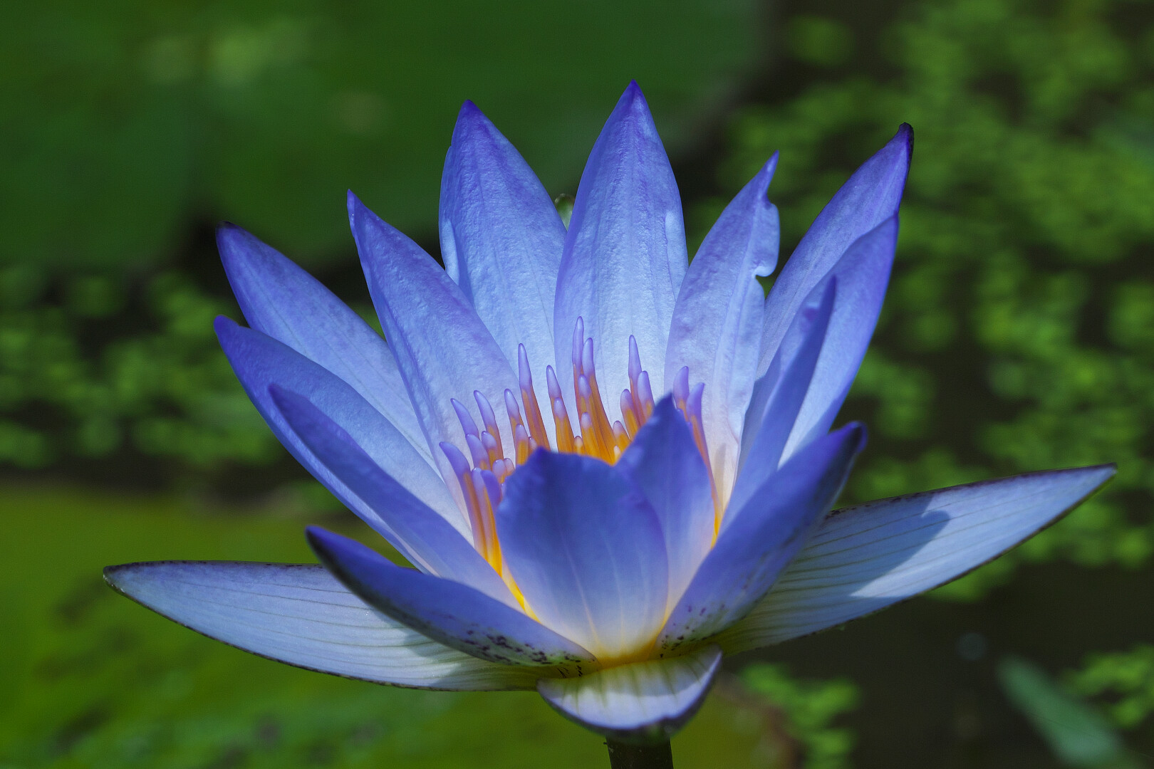 財田里山ビオトープ Oimoさんの四国遍路その19の活動日記 Yamap ヤマップ