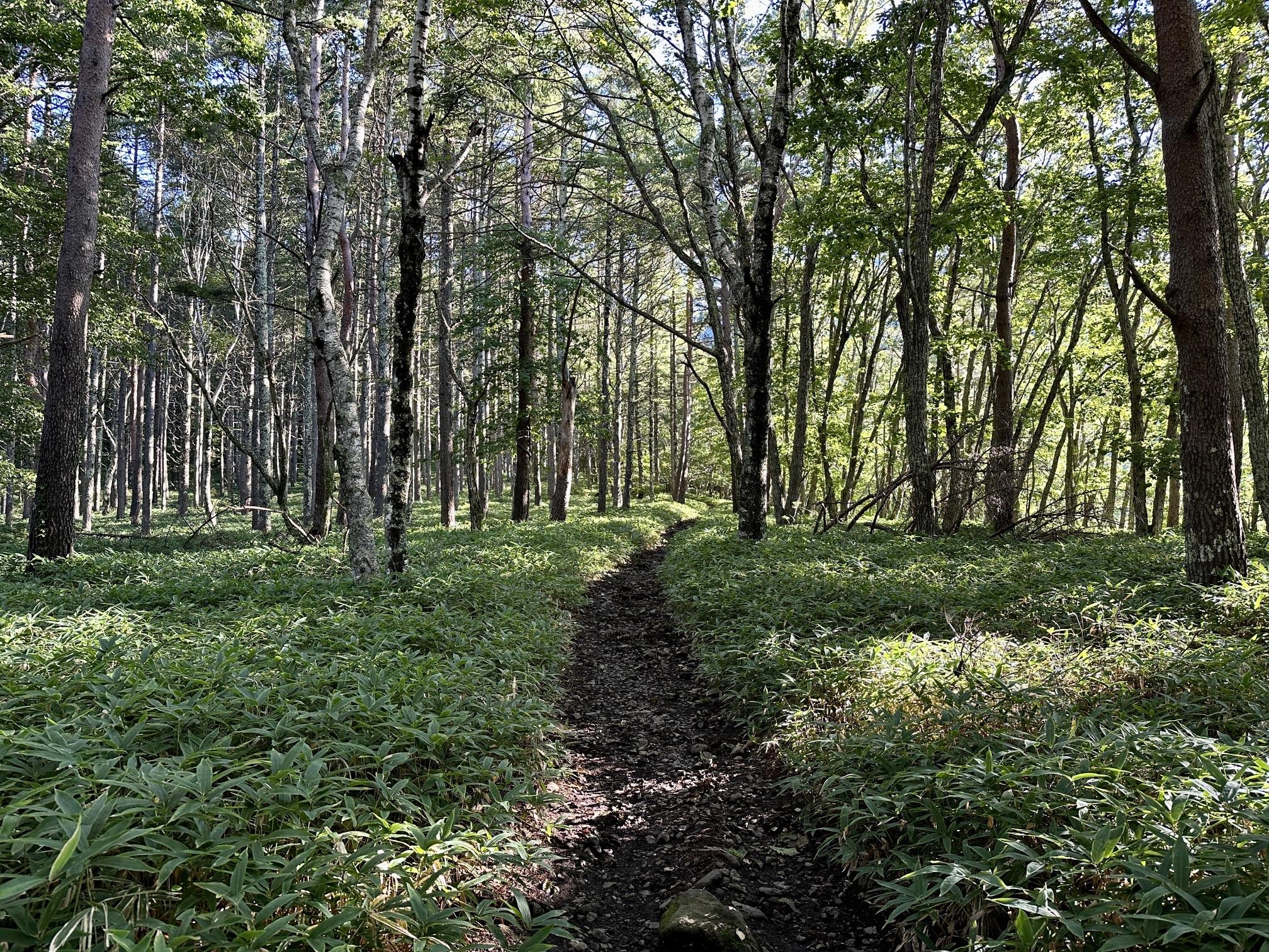 スキー amigasayama 高井富士・よませってこんなとこ！ | X-JAM高井富士・よませ温泉
