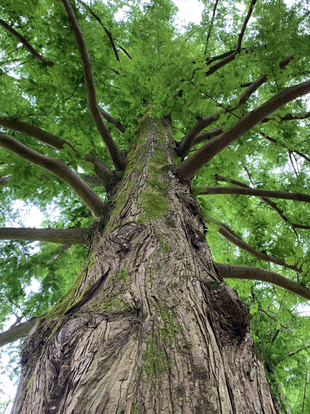 メタセコイア並木を散歩 もーさんさんの三国山 乗鞍岳 赤坂山の活動日記 Yamap ヤマップ