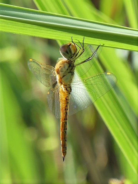 吉備中央町 円城ふるさと村 化け狸伝説の里 Denaliさんの二上山 岡山県 の活動日記 Yamap ヤマップ