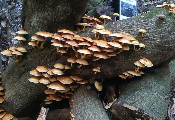 KAZ1948 | YAMAP / ヤマップ