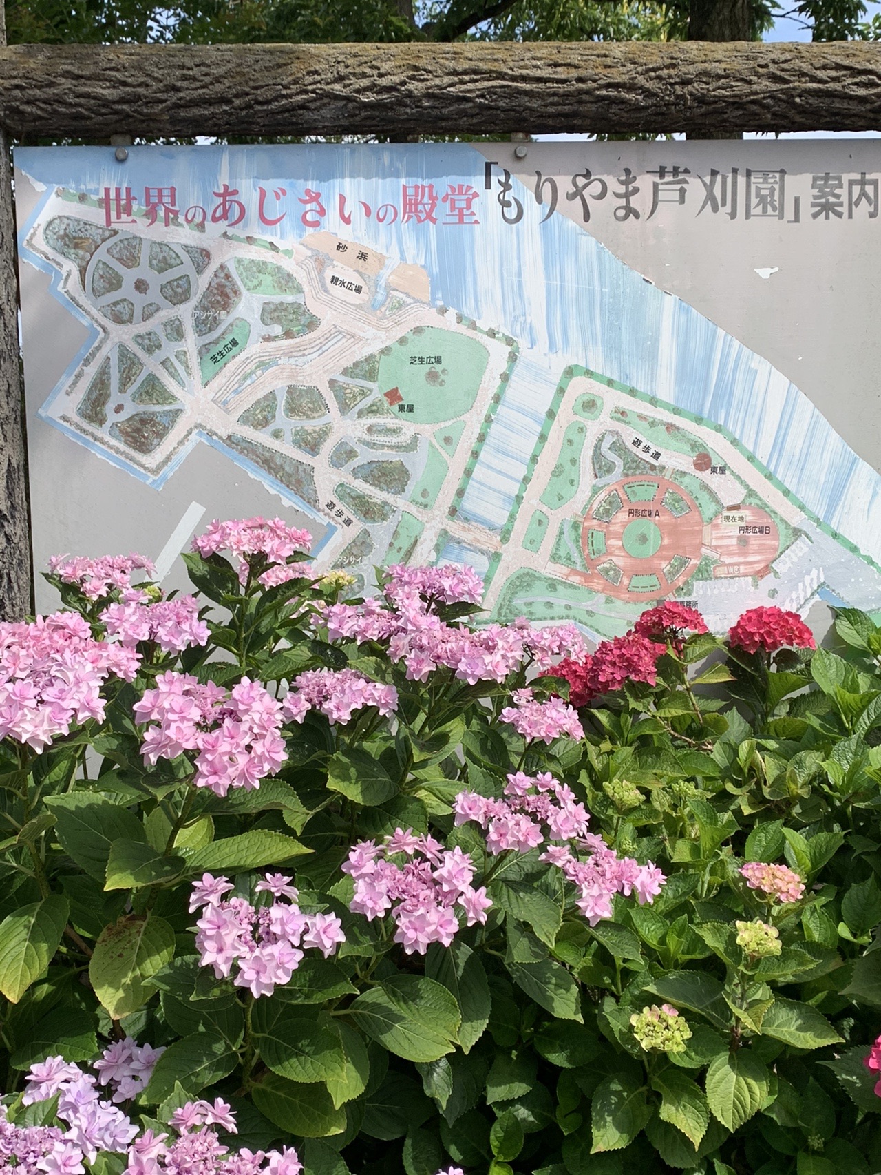 世界のあじさいの殿堂 もりやま芦刈園散策 06 22 無垢姫さんの中山道 武佐宿 守山宿 草津宿 の活動日記 Yamap ヤマップ