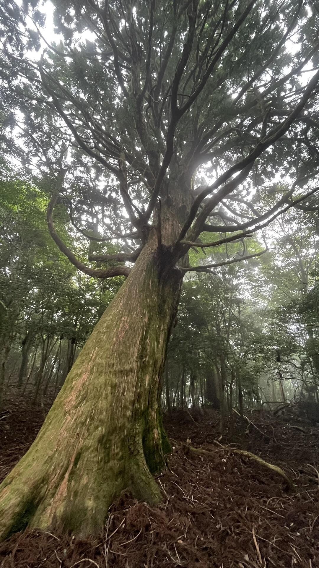 四国百名山 野根山街道を歩く / nexus19さんの野根山の活動データ YAMAP / ヤマップ