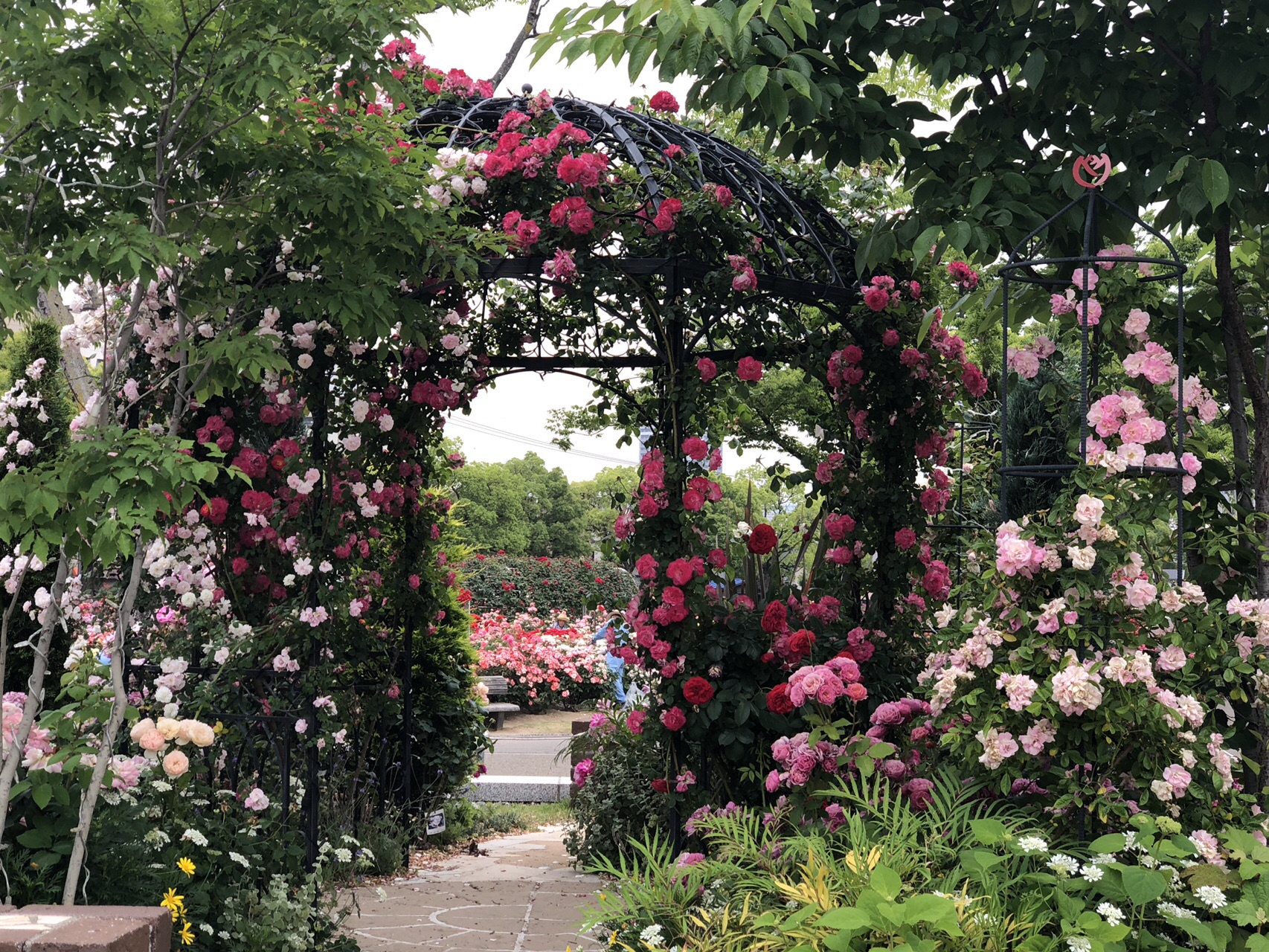 福山市 バラ公園 ローズアリーナ緑町公園 19 05 27 レオンさんの福山市の活動データ Yamap ヤマップ