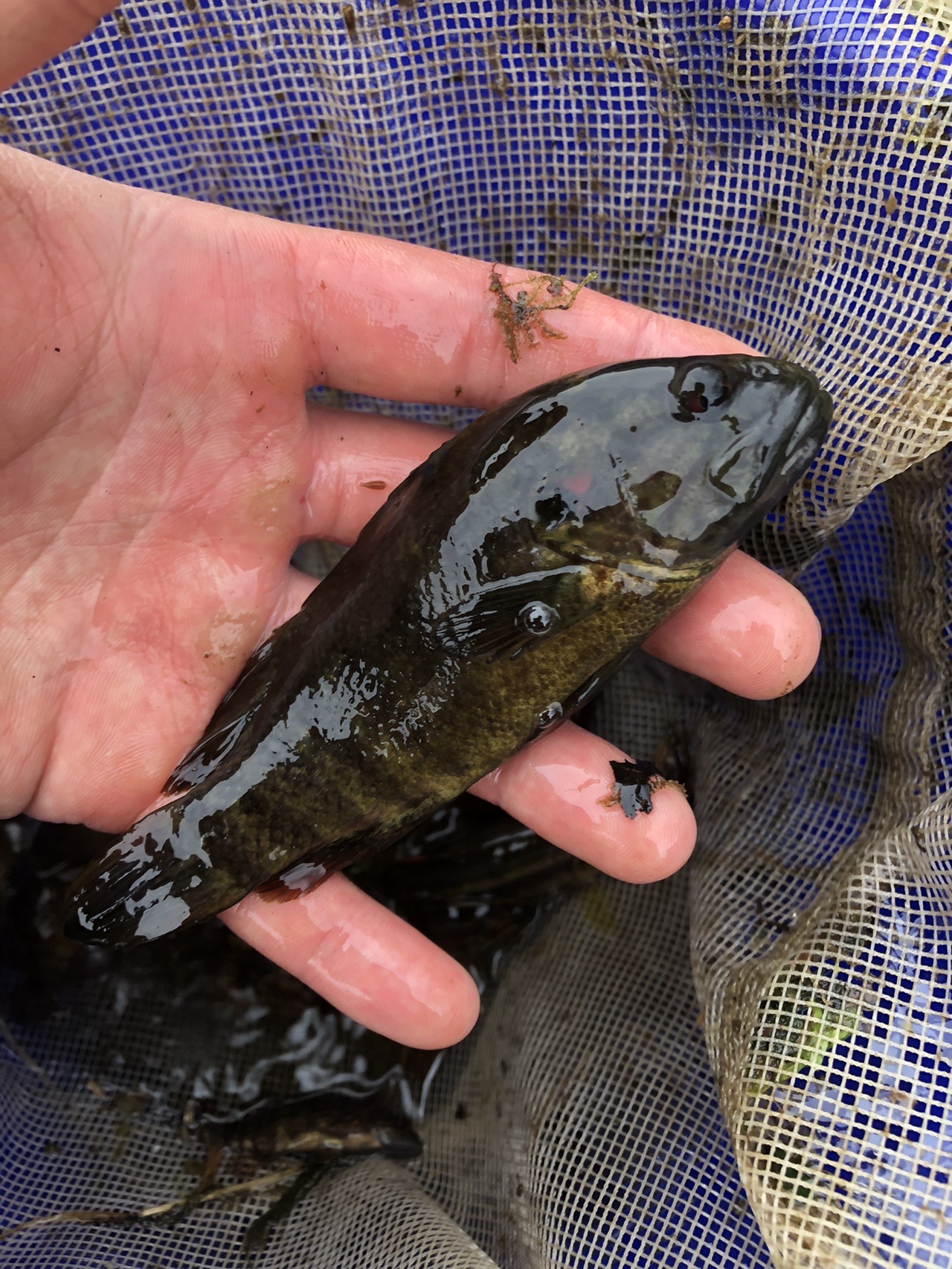 八王子ガサ さんの富士山の活動日記 Yamap ヤマップ