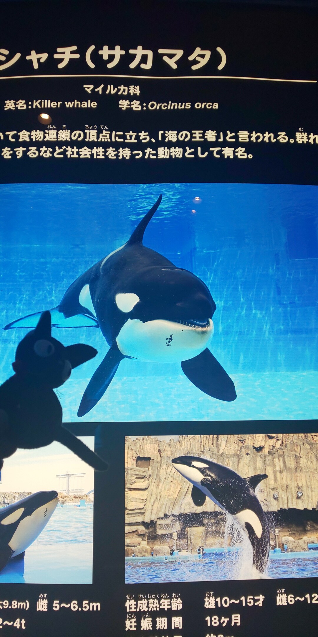 散歩っぷのつもりが 名古屋港水族館で癒される 笑 ウォーキングの写真4枚目 シャチ ﾟwﾟ シャチって北 Yamap ヤマップ