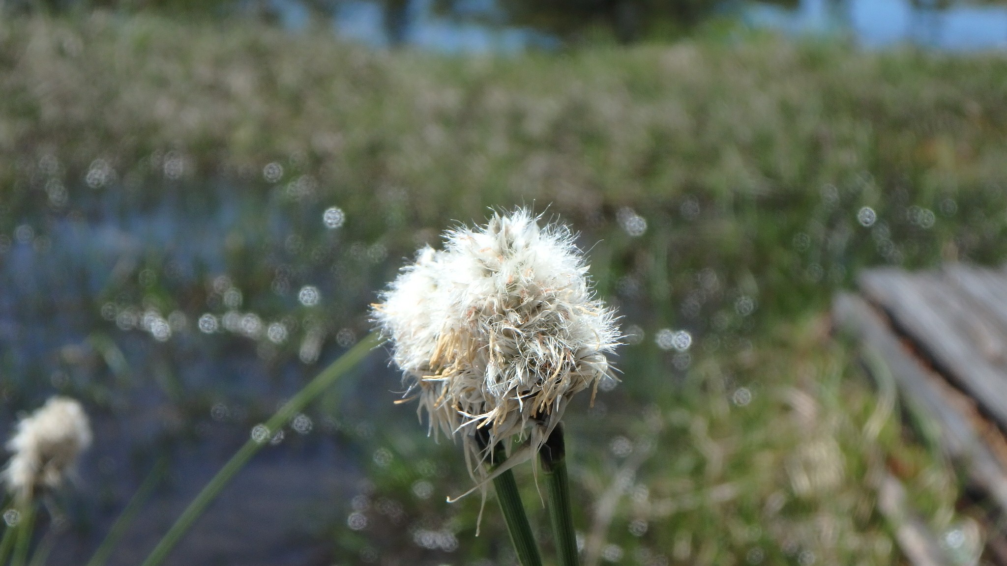 免疫力 するぞ 焼額山19 06 13 しめじさんの焼額山の活動日記 Yamap ヤマップ