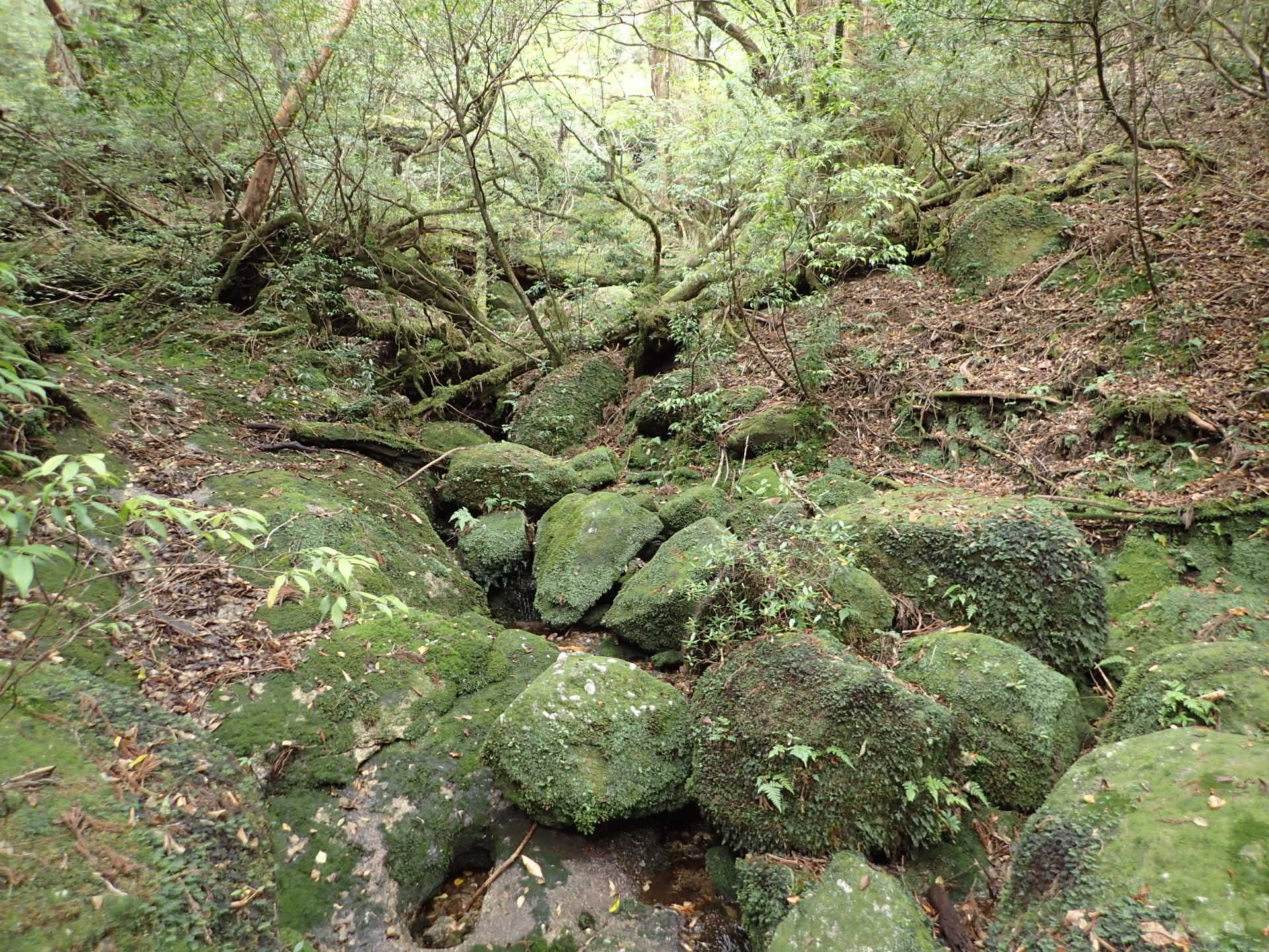 屋久島 宮ノ浦岳19 11 09 11 くましろうさんの屋久島 宮之浦岳の活動日記 Yamap ヤマップ