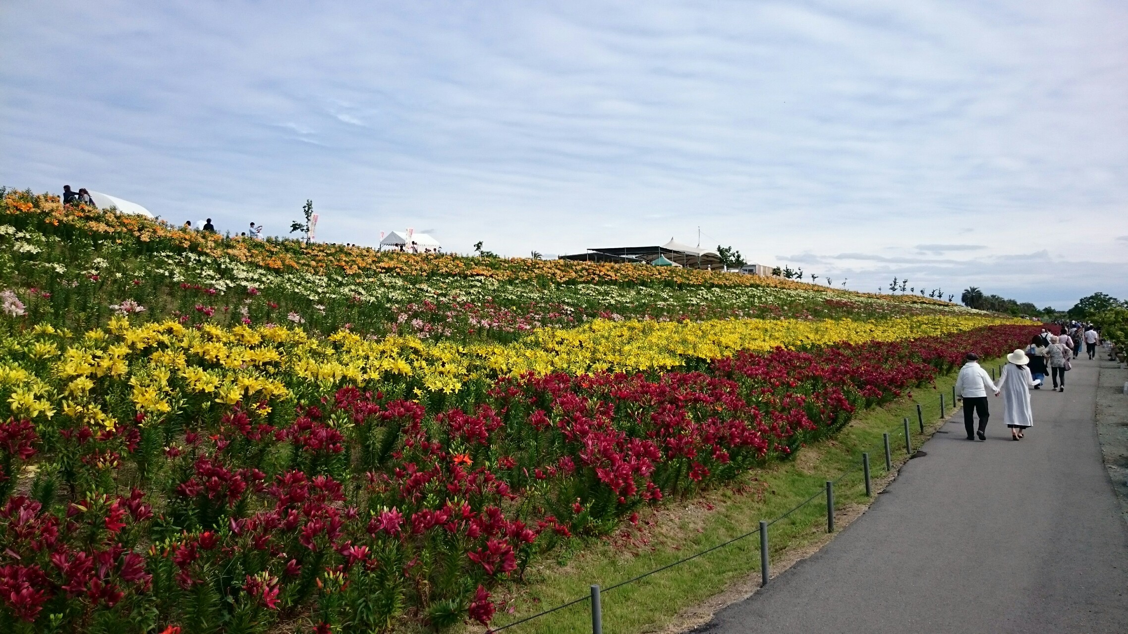 大阪舞洲 ゆり園 Yamap ヤマップ