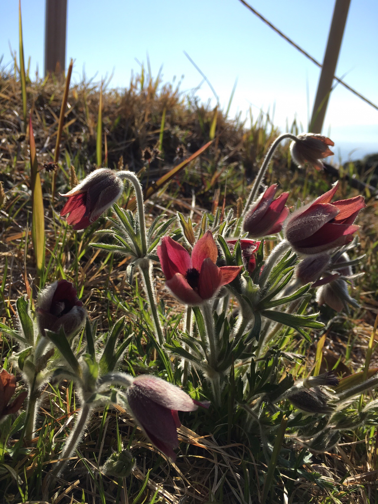 基山 草スキー場駐車場から ムンマ15さんの天拝山 基山の活動データ Yamap ヤマップ