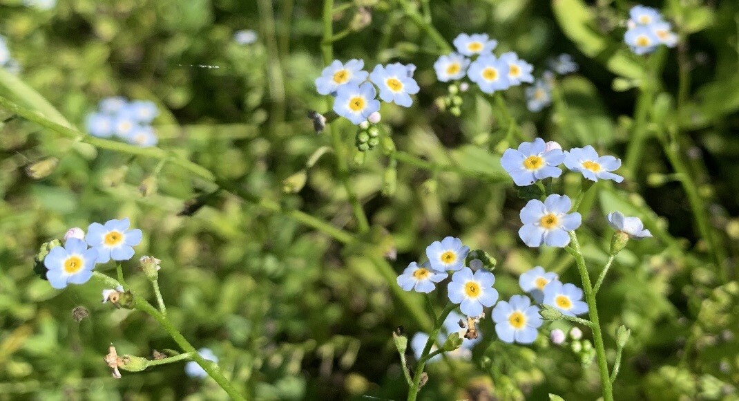 尾崎豊さんのforget Me Notと Emondaさんのモーメント Yamap ヤマップ
