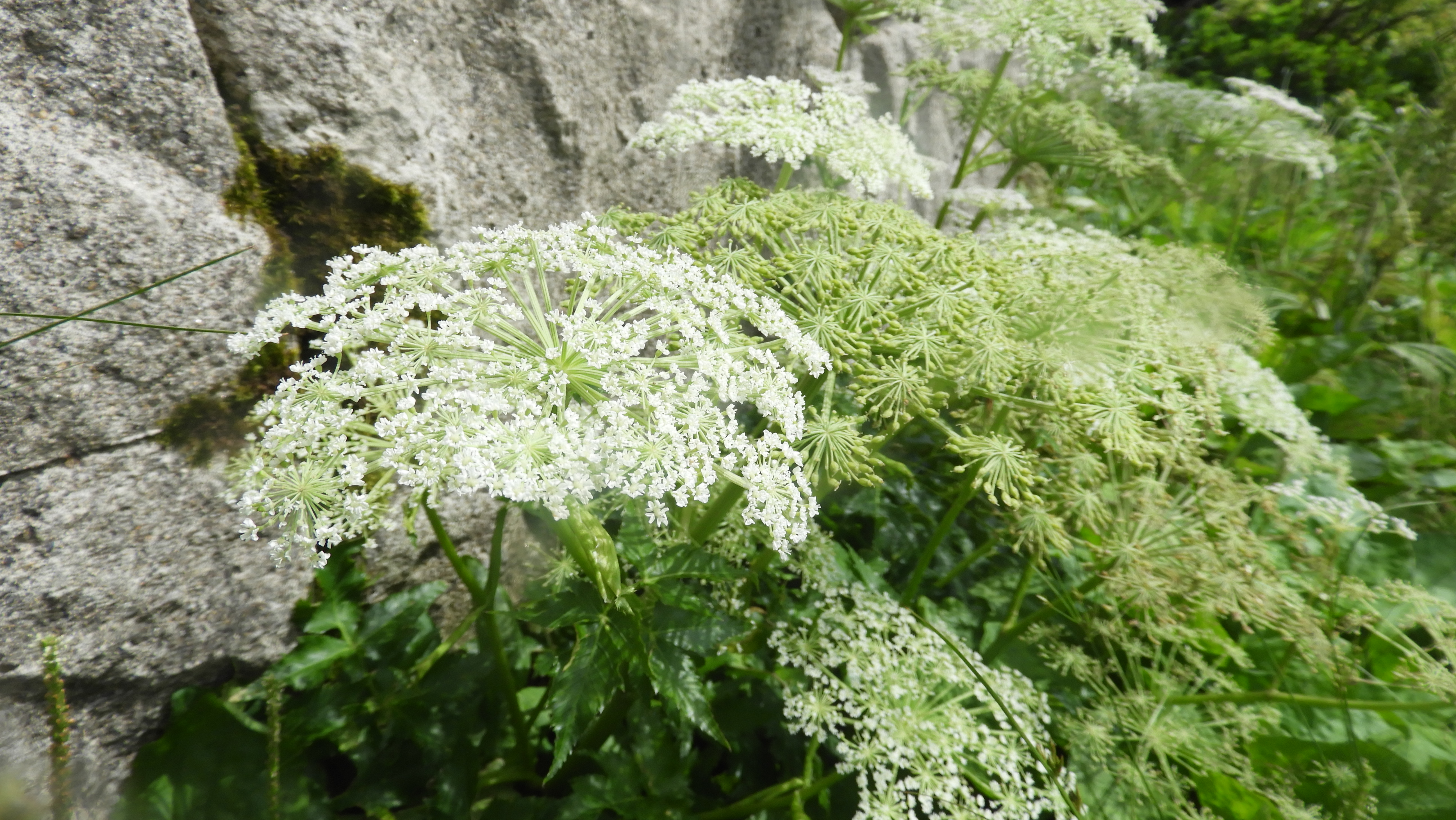 船形山（御所山）・泉ヶ岳・蛇ヶ岳 小屋回りに群生していました

君の名は？せり科シシウド属の・・・かな