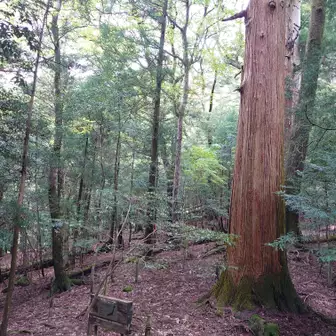 森の巨人たち百選　小松神社御神木