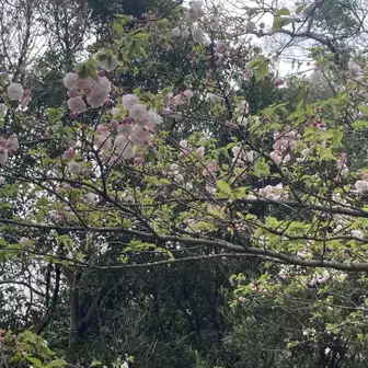 山頂の桜🌸🌸🌸オオシマザクラ