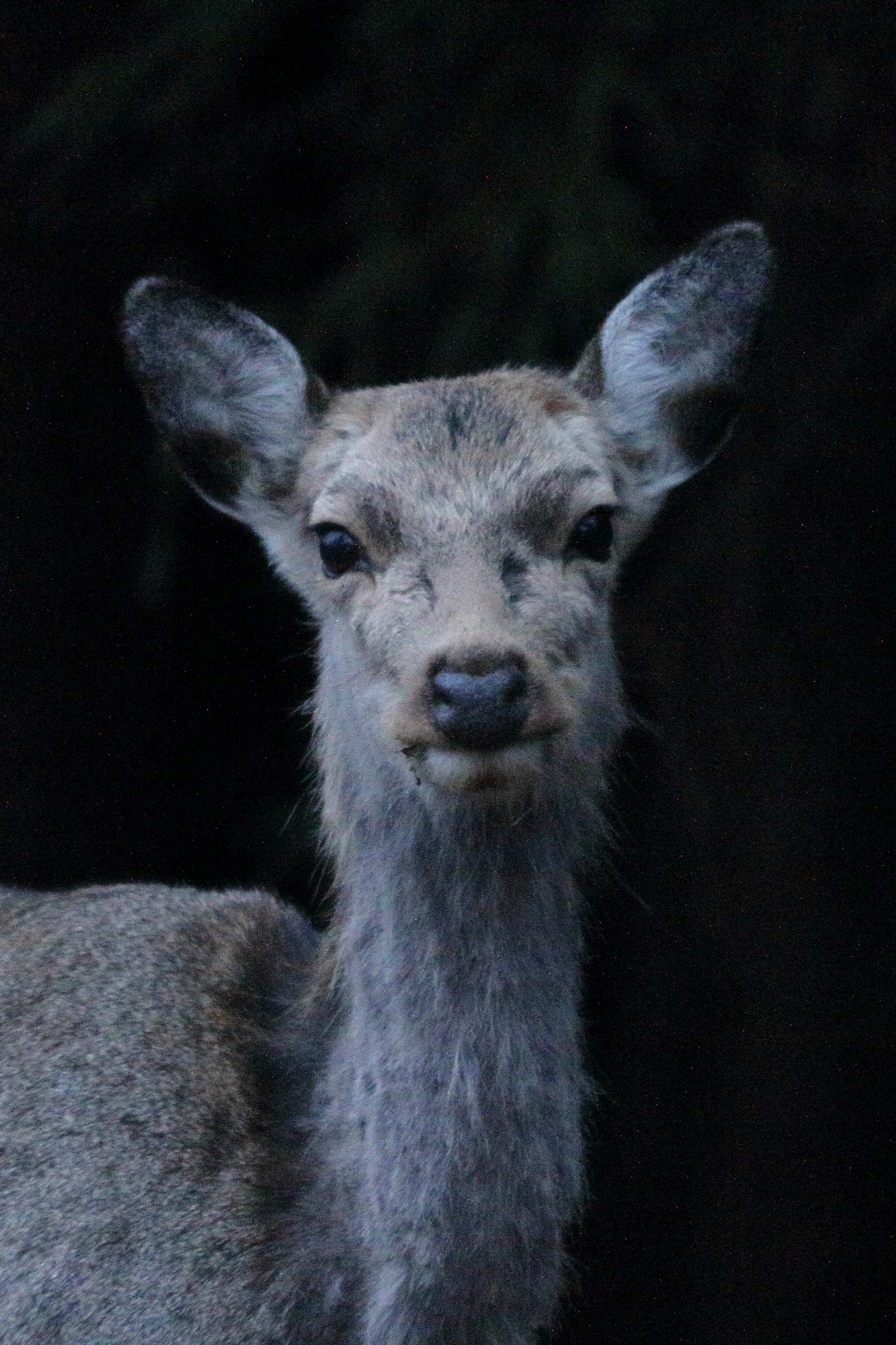 牡鹿半島で リアル どう森 御番所山 パパはtonyさんの石投山 硯上山の活動データ Yamap ヤマップ