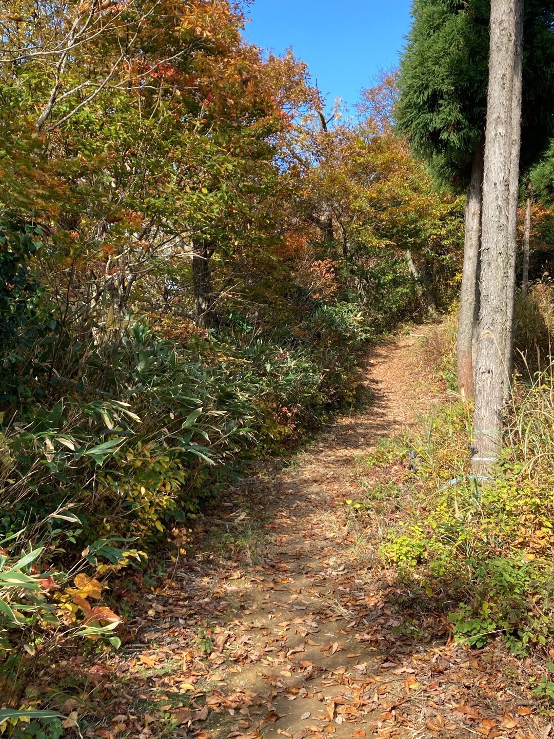岩谷山・野見ヶ岳 / 野見ヶ岳・岩谷山の写真7枚目 / おじさんがゴソゴソ YAMAP / ヤマップ