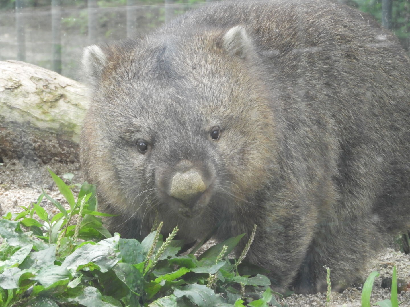 五月山動物園ウォンバット ヒデボンさんの六個山 鉢伏山 明ヶ田尾山 五月山の活動データ Yamap ヤマップ