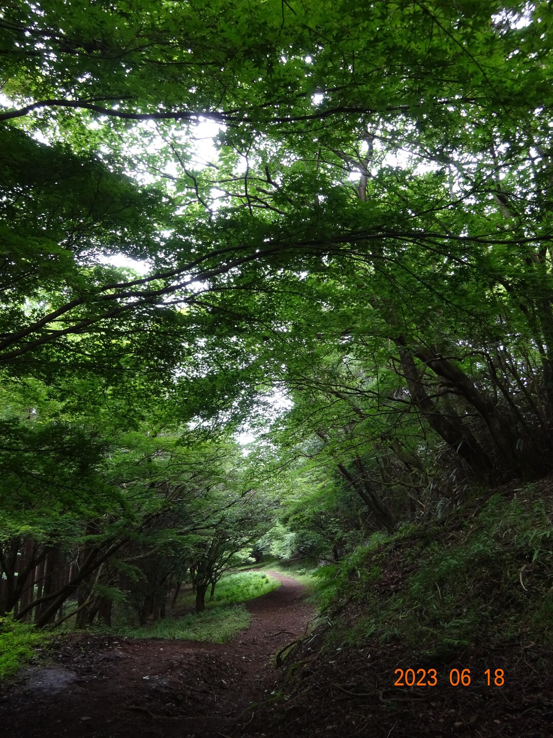 湯坂路；緑一色の尾根下り / さとやまさんの箱根山・神山の活動データ | YAMAP / ヤマップ