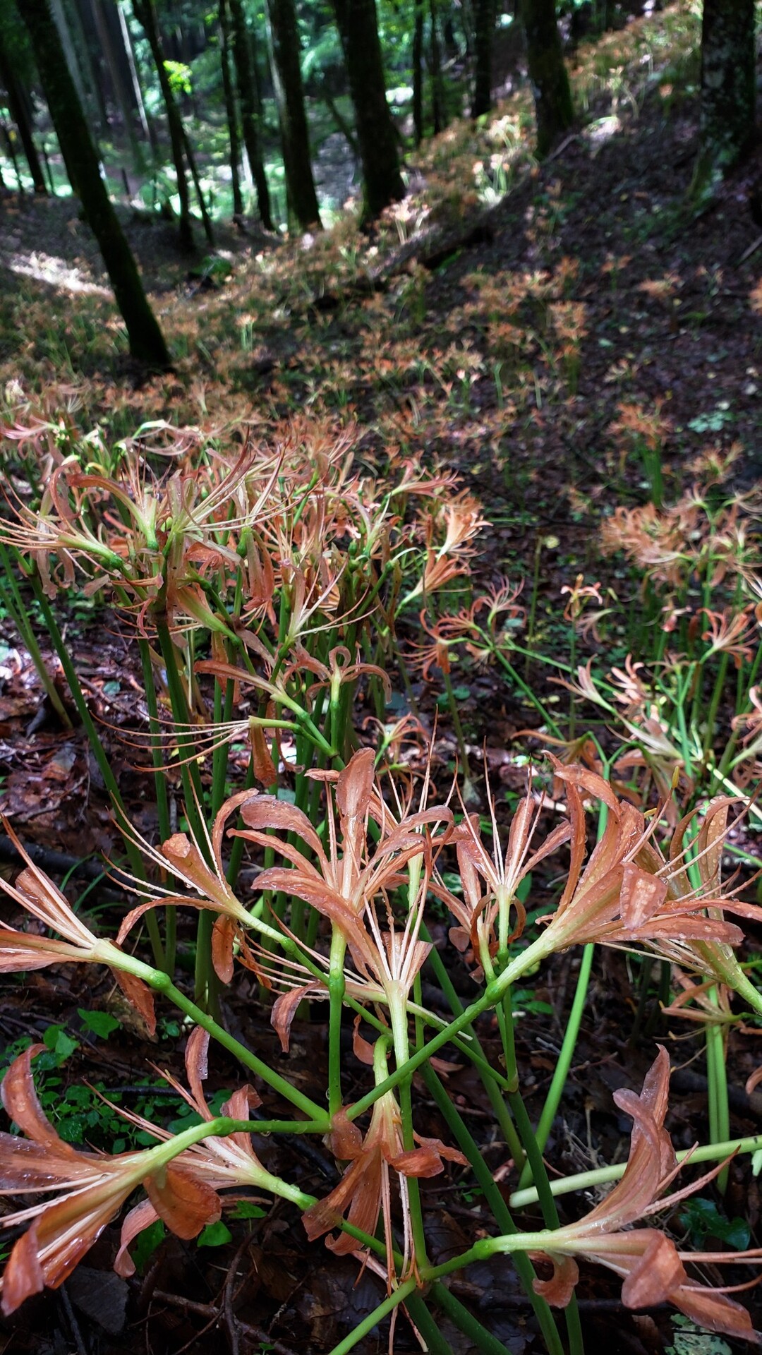 大栗山のオオキツネノカミソリの写真