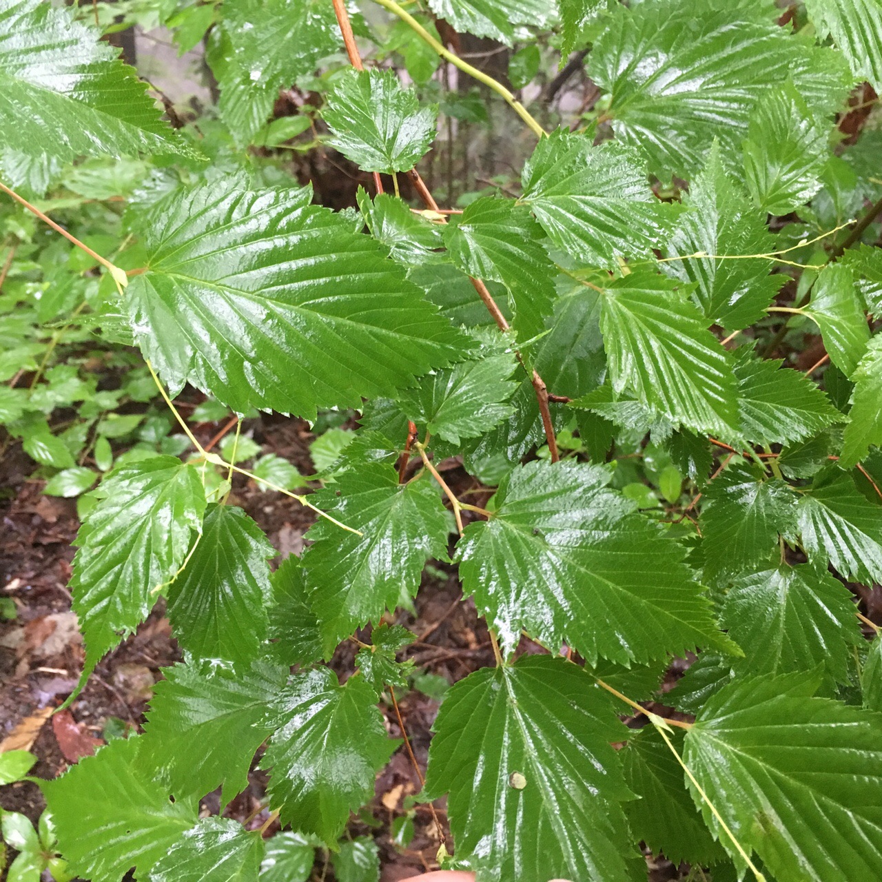 高尾山で樹木観察歩き 復習 Gotofishingさんの高尾山 陣馬山 景信山の活動日記 Yamap ヤマップ