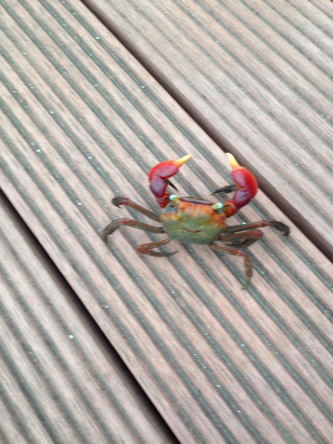 小網代の森へ アカテガニとホタルを観に Elicoさんの三浦アルプス 二子山 仙元山の活動データ Yamap ヤマップ